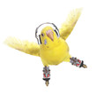 Budgerigar rollerskater in headphones
