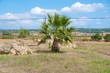 Palme