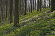 Lerchensporn (Corydalis cava) April, Niedersachsen - fumewort
