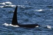 The Killer Whale