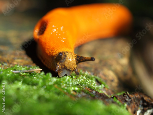 Photo: Nacktschnecke Nacktschnecke
