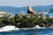 Stellar Sea Lion