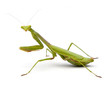Praying Mantis Praying Mantis