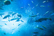 水族館