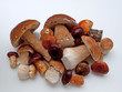 Gemischte Waldpilze