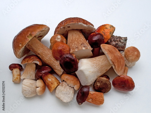 Foto: Gemischte Waldpilze Gemischte Waldpilze