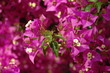 Beautiful Bougainvillea flowers