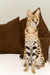 Serval