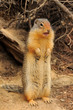 Columbian ground squirrel standing on its feet
