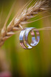 Wedding rings and wheat