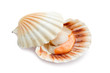 raw scallop - cappasanta cruda raw scallop - cappasanta cruda