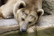 Brown bear