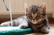 Staring British Kitten