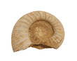 coquille