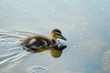 Duckling swimming in a pond