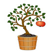 apple tree in tub
