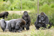 Famille gorille