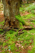 green forrest