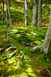 green forrest