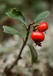 Bearberry.