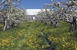 Apple Tree Orchard And Barn At Spring Time