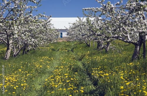 Photo: Apple Tree Orchard And Barn At Spring Time Apple Tree Orchard And Barn At Spring Time