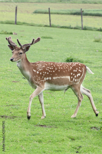 Foto: Dammwild Dammwild