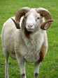 Ram Ram