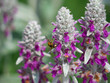 Lamb's-ear with honey bee