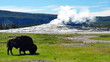 Bison in front of a steaming Old Faithful Bison in front of a steaming Old Faithful