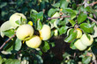 apples on tree