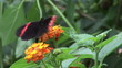 Video: Butterfly landing a flower Butterfly landing a flower