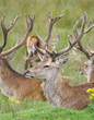 Red deer stags
