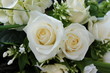 Roses blanches