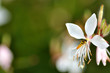 白い花の蜜を吸う蜂