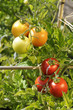 Grappes de tomates et tuteurs
