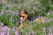 Chien Chien