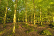 Indian Summer 4