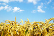 wheat