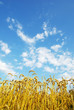 wheat