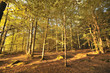 Indian Summer 3