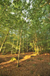 Indian Summer 5