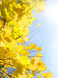 Yellow leaves