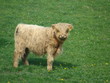 Kalb