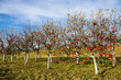 Apple trees with ripe fruits