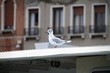 Venedig