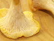 Chanterelle, girolle Chanterelle, girolle