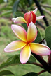 Frangipani