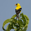 golden finch perched on a leaf with sky blue background