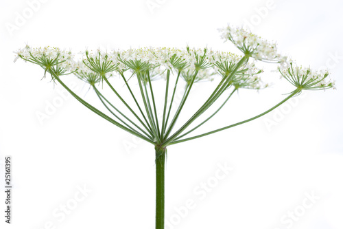Photo: Wiesenbärenklau (Heracleum sphondylium) - Blüte seitlich Wiesenbärenklau (Heracleum sphondylium) - Blüte seitlich